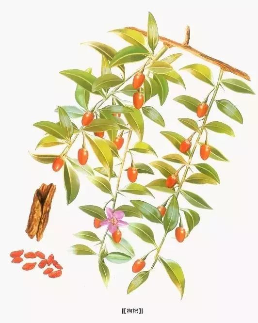 升麻，中药材信息网上的未来前景预测中药材升麻图片