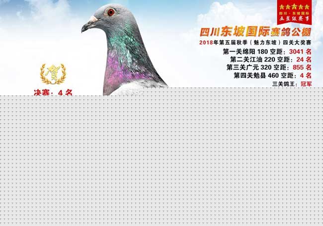 君翼赛鸽公棚秋季赛事，速度与激情的空中盛宴君翼赛鸽公棚秋棚2024