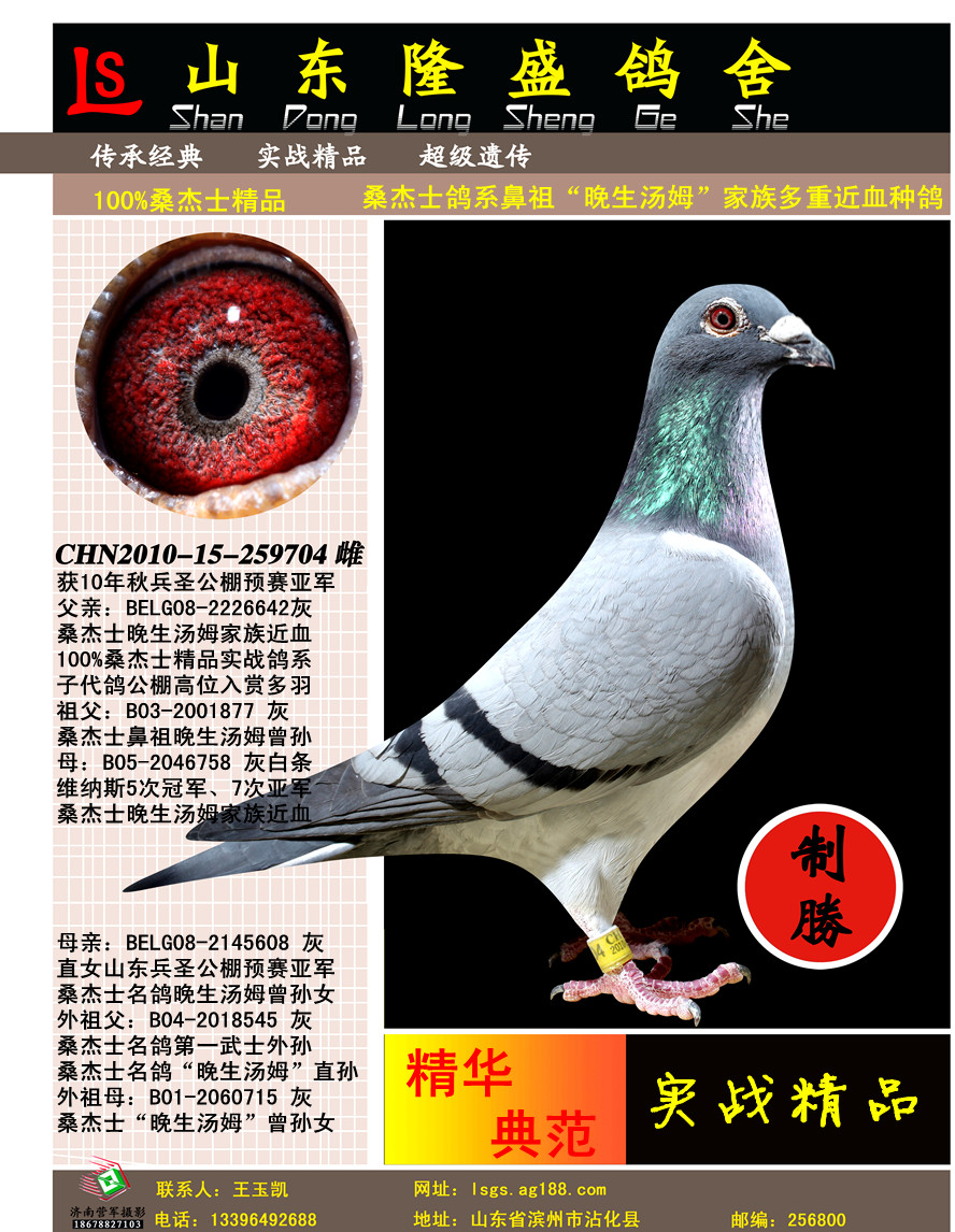 君翼赛鸽公棚秋季赛事,速度与激情的空中盛宴君翼赛鸽公棚秋棚2024