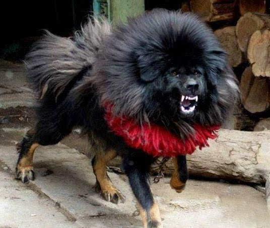 藏獒在线论坛,探索中国古老犬种的文化与交流平台藏獒在线论坛网站