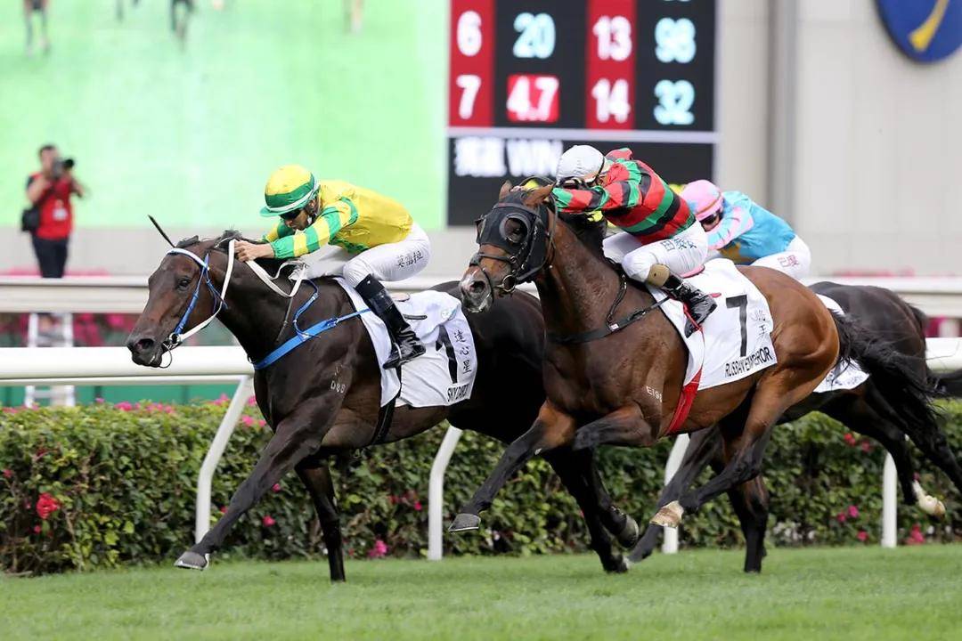 2041年马会正版香港资料大全，探索赛马的魅力与智慧2021年正版马会香港资料大全一