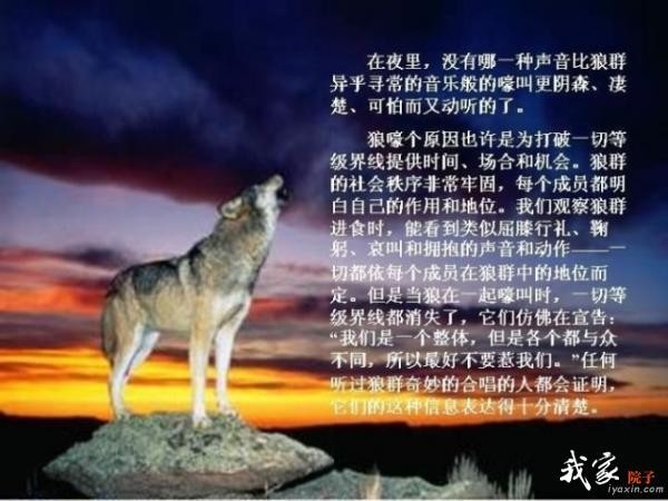 广西的狼精英主论坛，汇聚智慧与力量的网络平台广西的狼精英主论坛12366