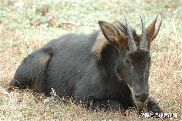 探索2019年正版四不像特肖图的神秘面纱正版四不像特肖图2019年,133期