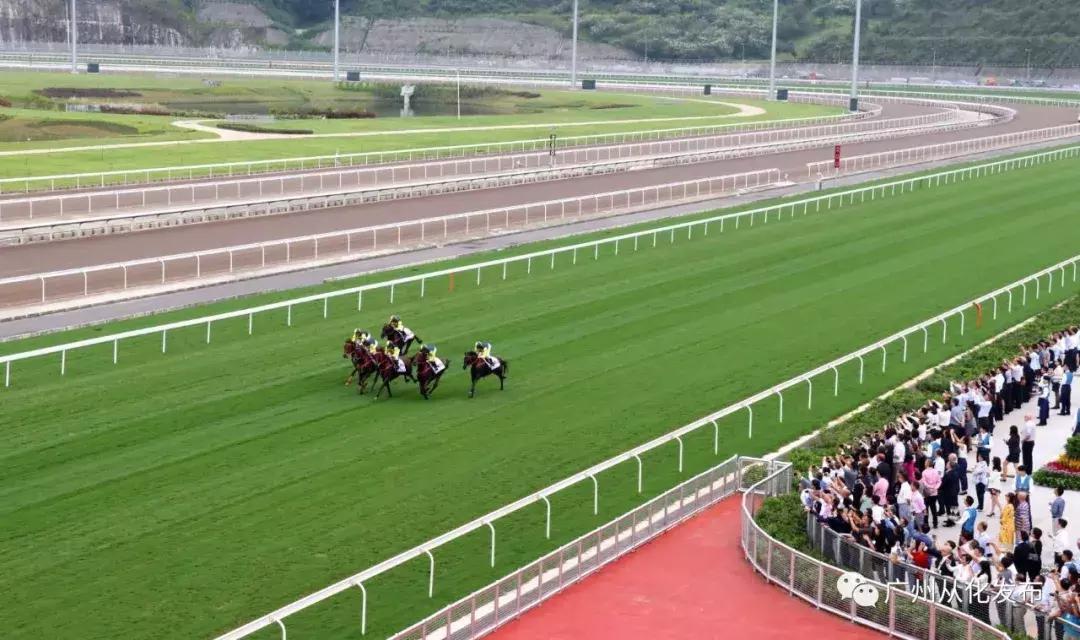 探索香港马会资料大全，赛马的魅力与文化深度