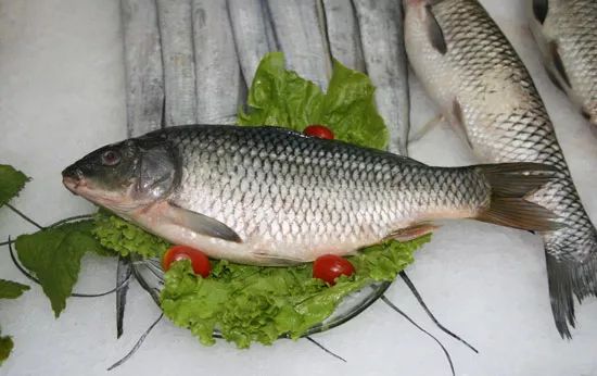 探秘三道鳞，为何鲜为人食的独特美味三道鳞和鲤鱼哪个好一点